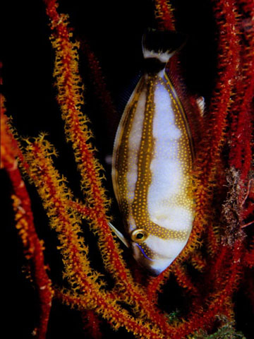 Pseudalutarius nasicornis (Pesce lima rinoceronte)